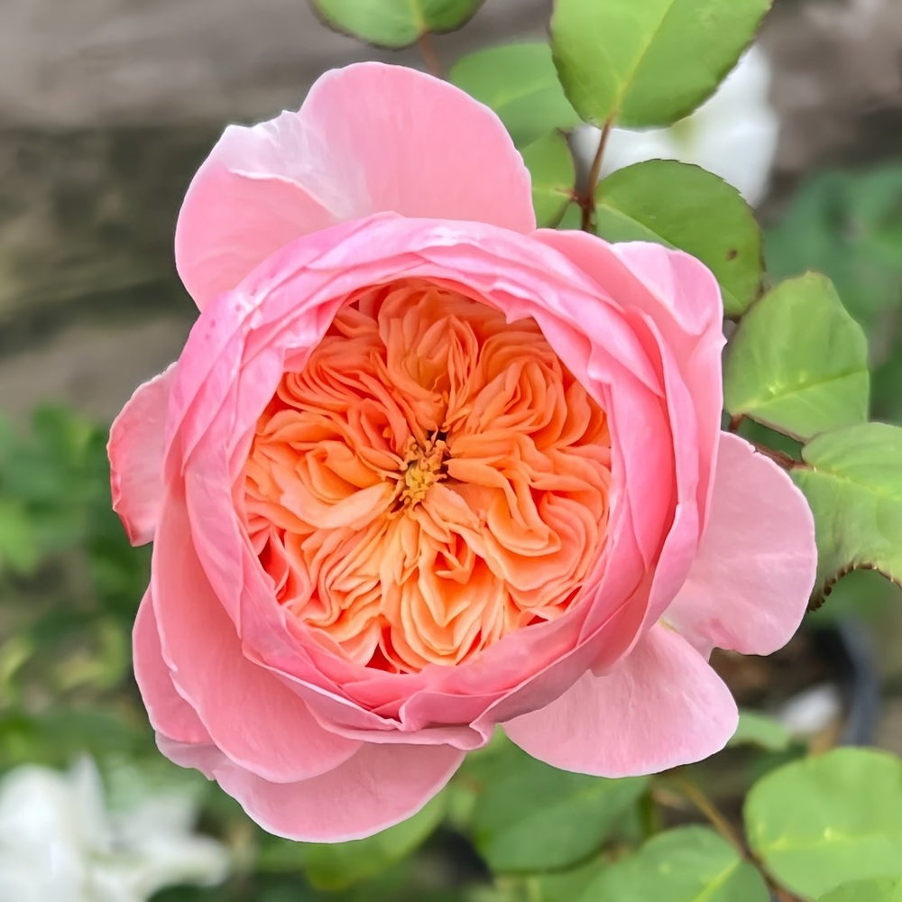 Wutongyue Rose Plant|梧桐月 image 5