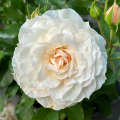 Ice Cream Balcony Rose Plant|冰淇淋阳台 image 0
