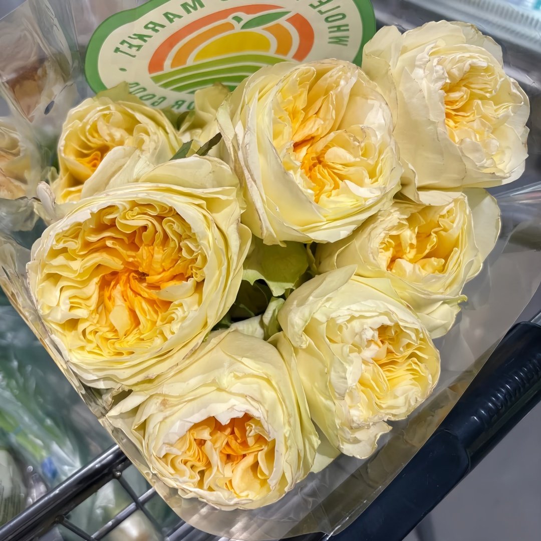 Antonia Garden Rose Plant | 安东尼亚花园 image 8