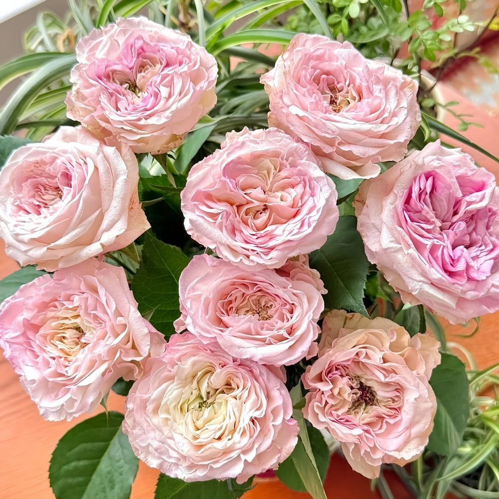 Gossip Girl Rose Plant｜绯闻女孩 image 8