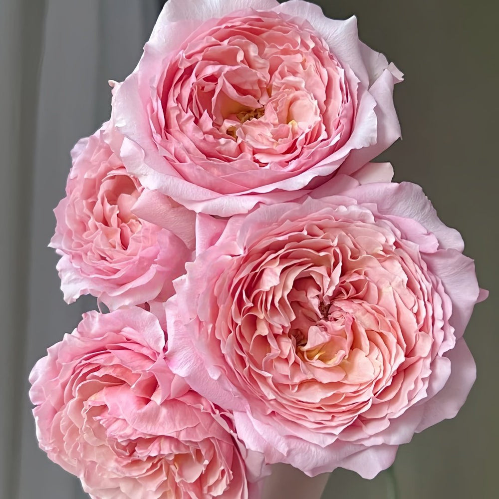 Julietta Rose Plant|朱莉叶塔 image 1