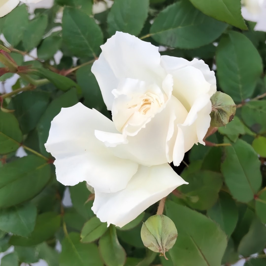 Shilabe Rose Plant|音调 image 4