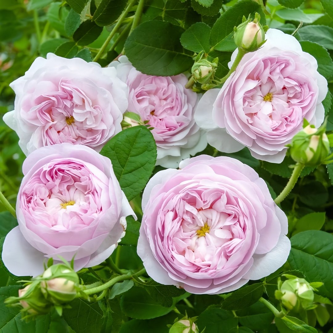 Duchesse de Montebello Rose Plant｜公爵夫人蒙特贝罗 image 9
