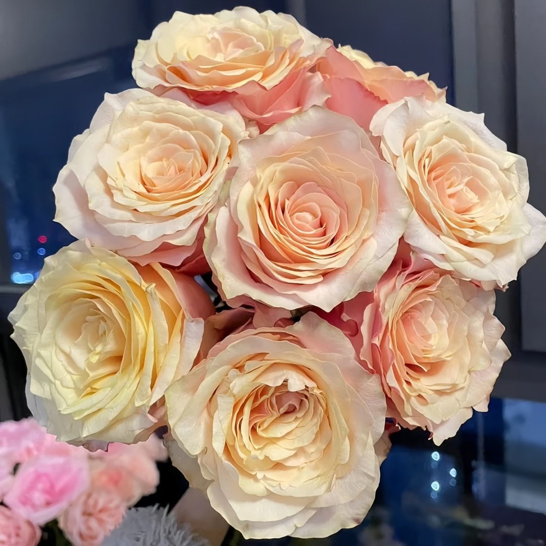 Gran Donna Rose Plant|格兰夫人 image 5
