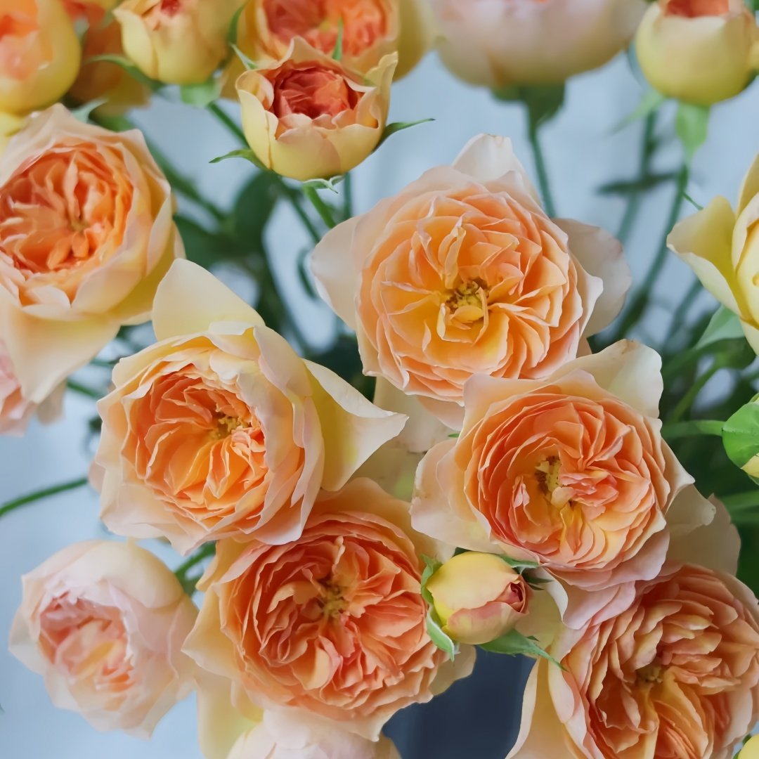 Tsukitohana Rose Plant|花月/月亮之花 image 1
