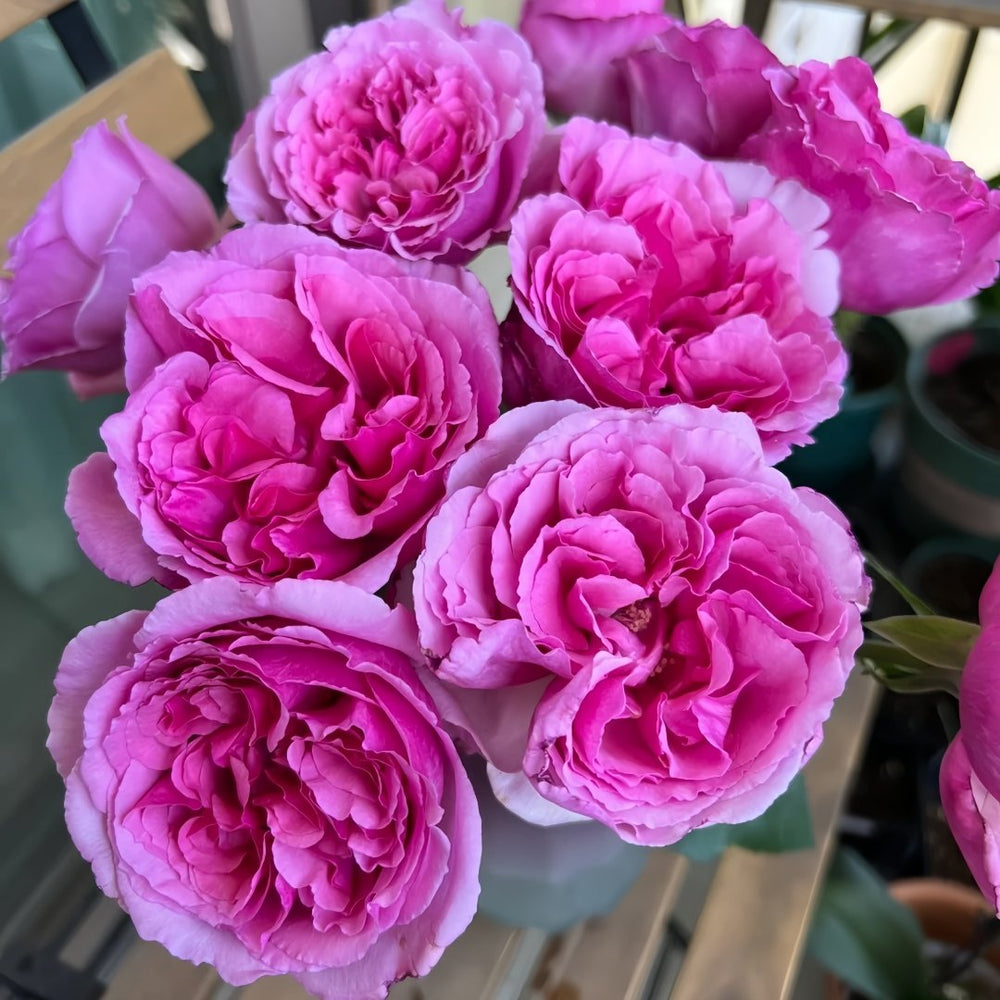 Aromatique Rose Plant｜伊芙芳香世家 image 9