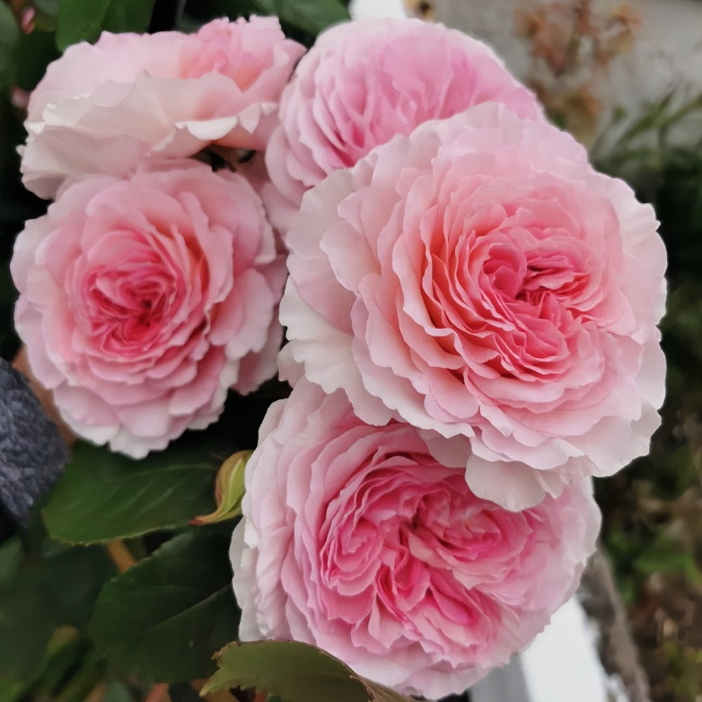 James Galway Rose Plant｜詹姆斯高威 image 7