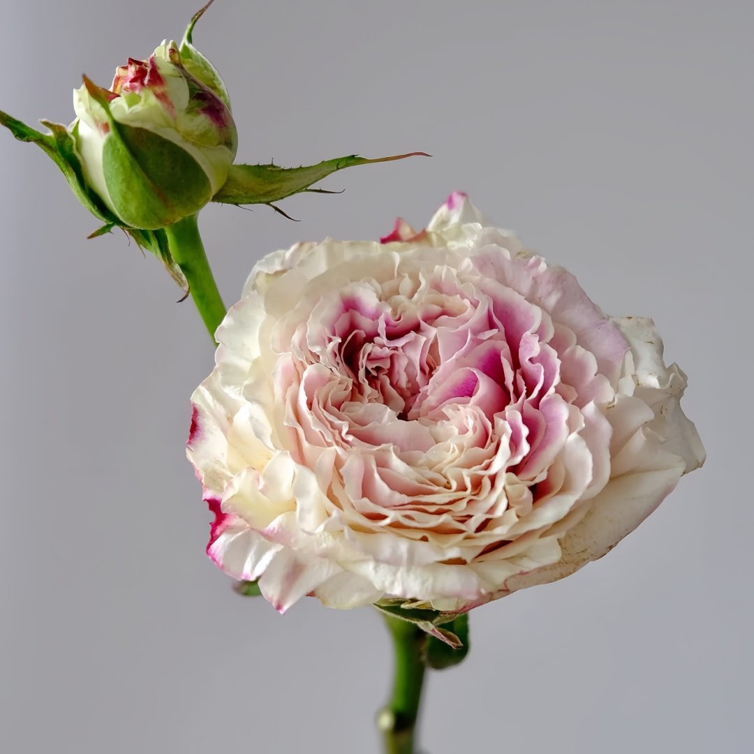 Dolce Summerhouse Rose Plant|道斯山庄/恋恋琴声 image 2
