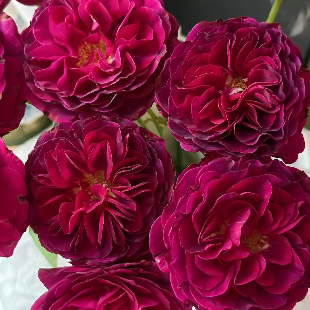 Hiraku Rose Plant｜蓝莓戒指 image 6