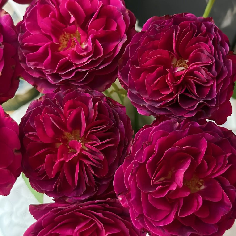 Hiraku Rose Plant｜蓝莓戒指 image 6