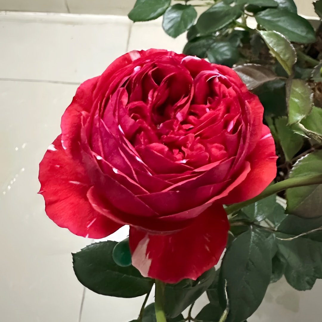 Mix Berry Rose Plant｜玫瑰浆果 image 4