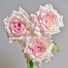 Nausica Rose Plant|娜乌西卡 image 1