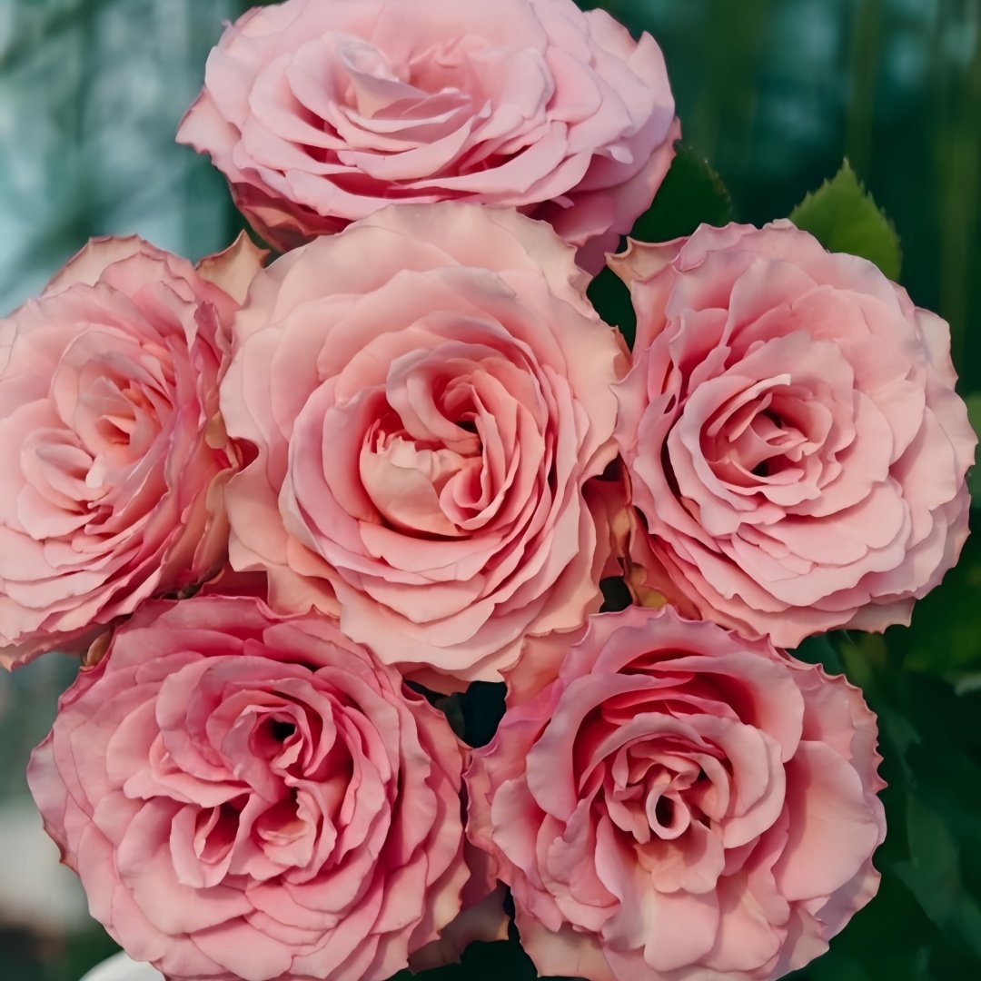 Ginette Rose Plant｜吉内特 image 9