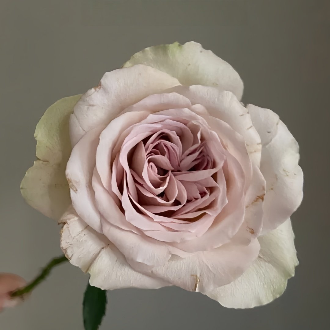 Notre Dame Rose Plant|巴黎圣母院 image 4