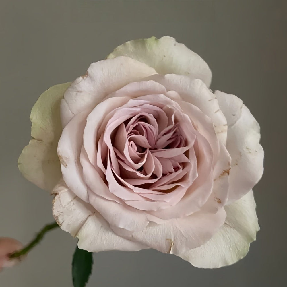 Notre Dame Rose Plant|巴黎圣母院 image 4