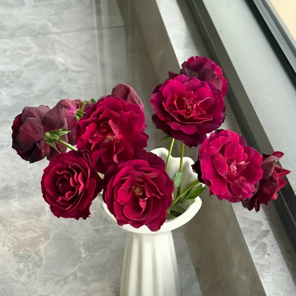 Louis XIV Rose Plant ｜路易十四 image 9