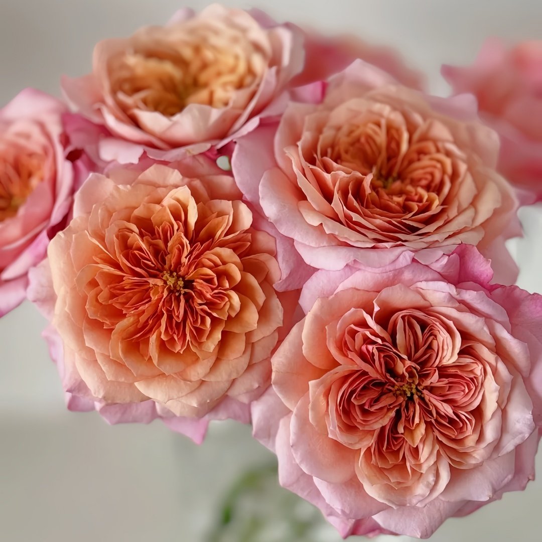 Miyabi Cha Rose Plant|茶雅 image 8