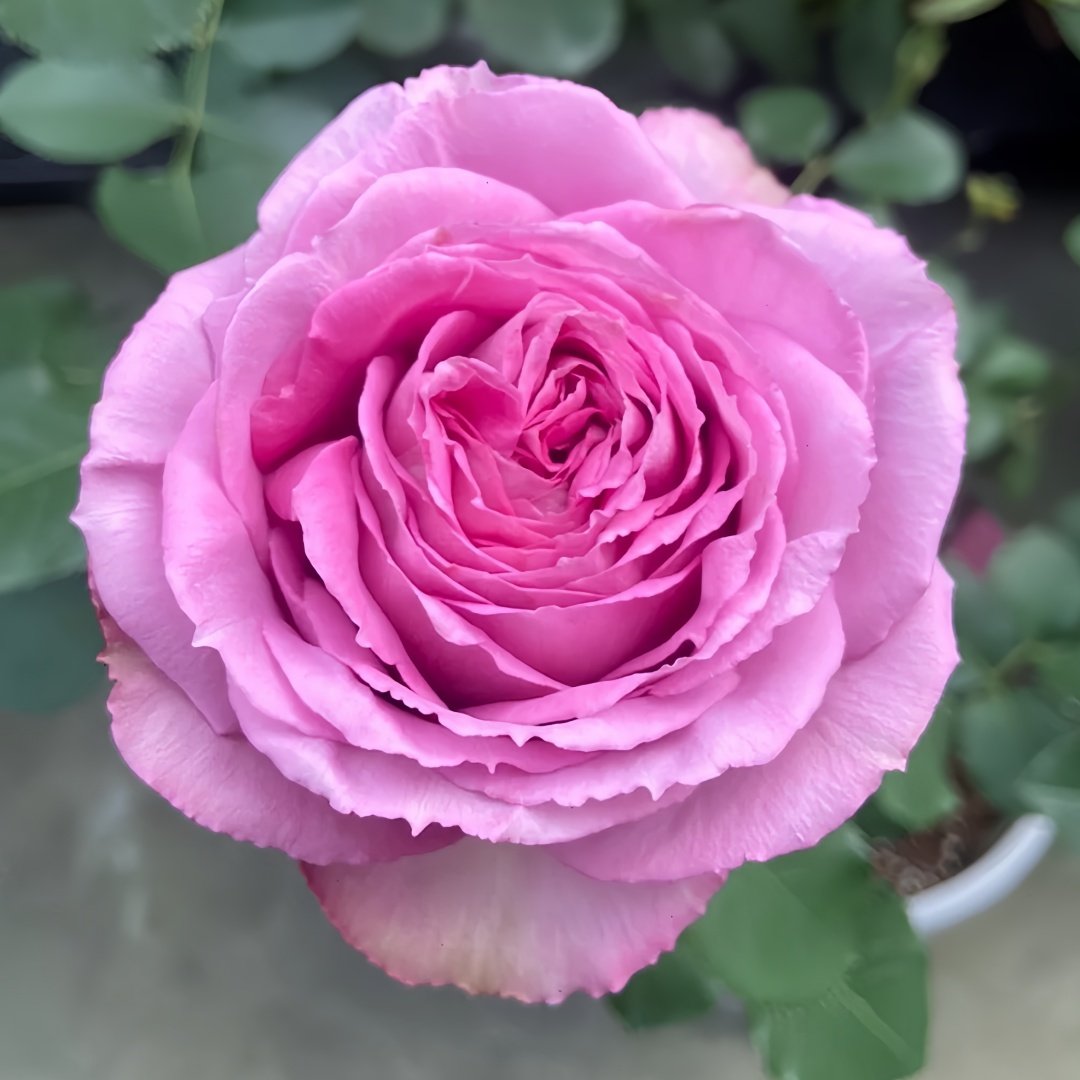 Lavender Lace Rose Plant | 薰衣草蕾丝 image 1
