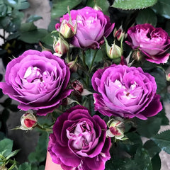 Huddersfield Choral Society Rose Plant｜合唱团 image 3