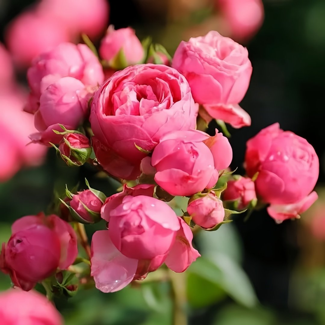Pomponella Rose Plant|艾拉绒球 image 6