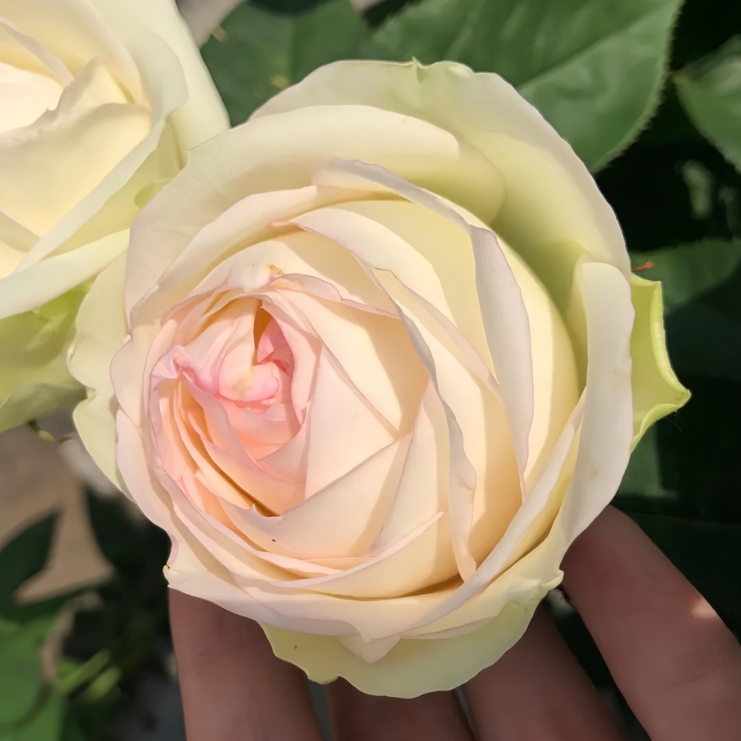 Armure Blanche Rose Plant |幻彩 image 4