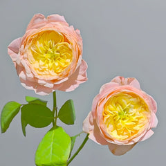 Wutongyue Rose Plant|梧桐月 image 1