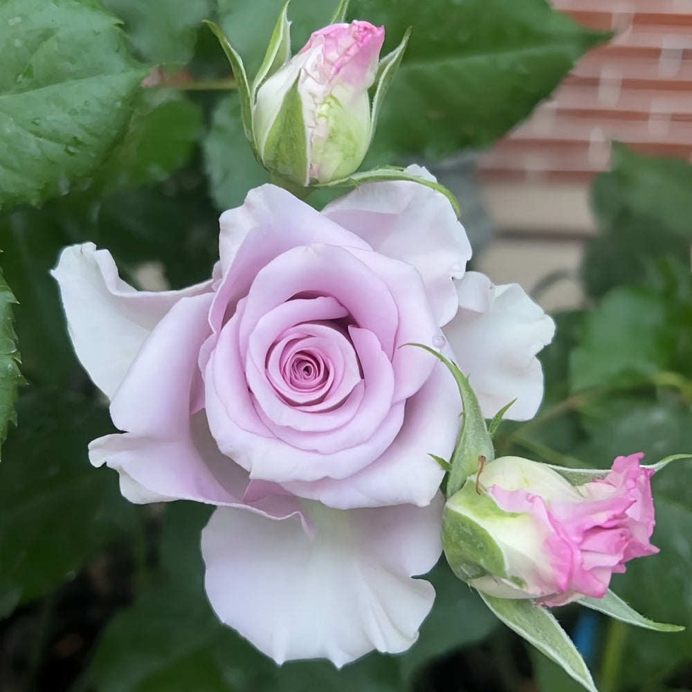 Cool Water Rose Plant|冷美人 image 6