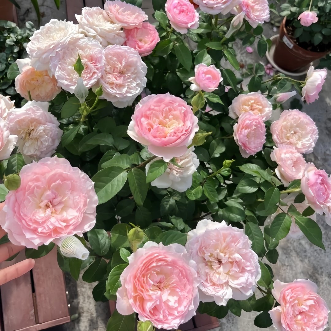Le Rire Rose Plant｜乐咲 image 7