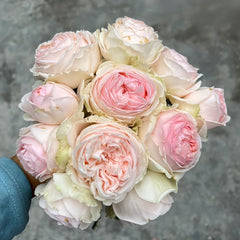 M-nostalgic romance Rose Plant|怀旧浪漫 image 0
