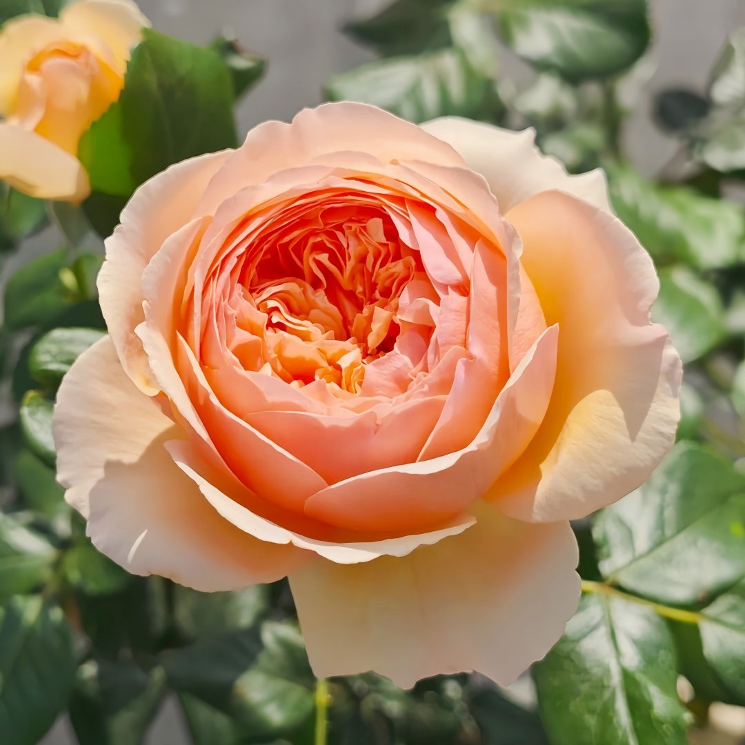 Masora Rose Plant| 真宙 image 3