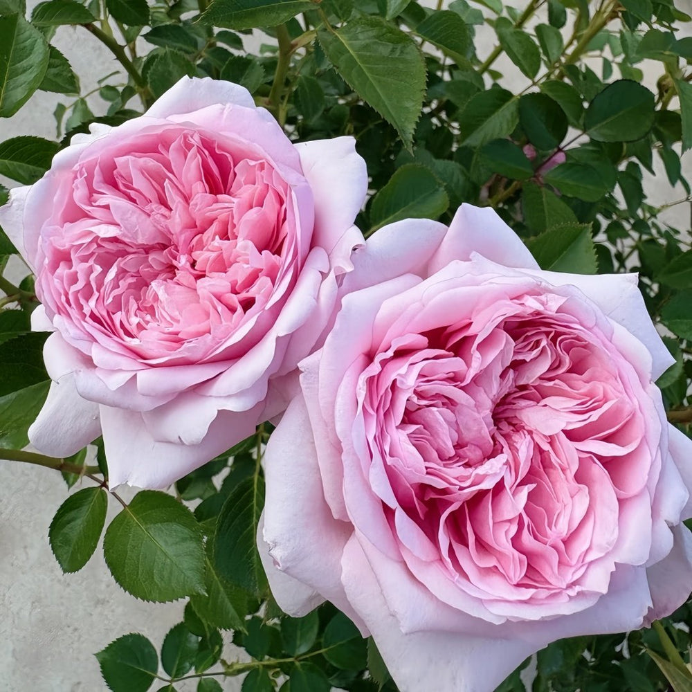 Mauritia Rose Plant｜远古大陆 image 4