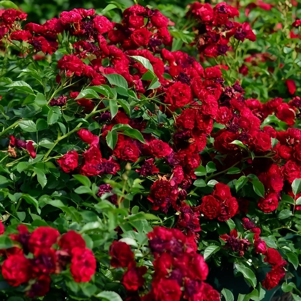 Crimson Siluetta Rose Plant|猩红剪影 image 8
