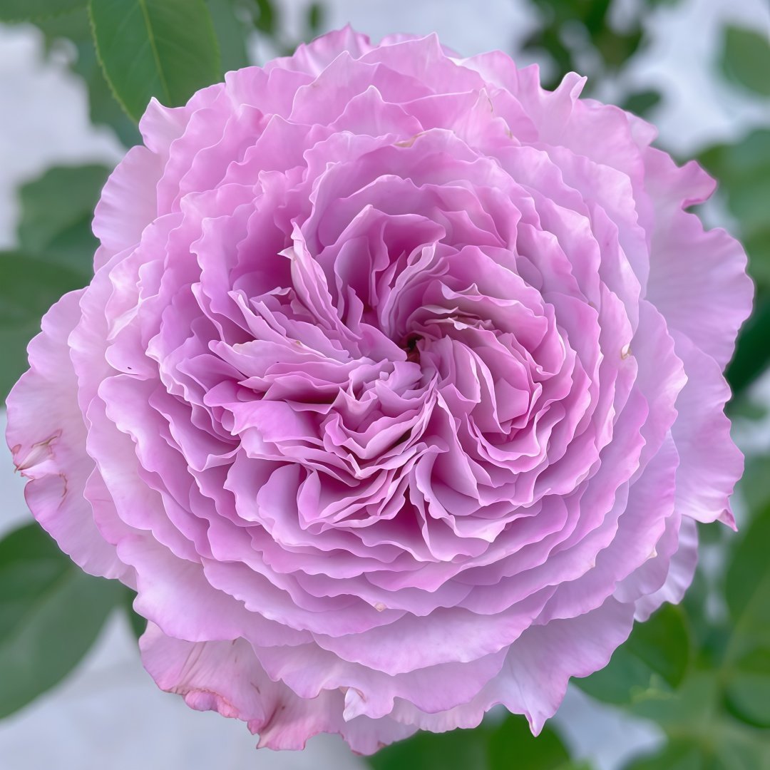 Lansiqiu Rose Plant｜蓝丝球 image 1