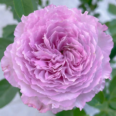 Lansiqiu Rose Plant｜蓝丝球 image 1