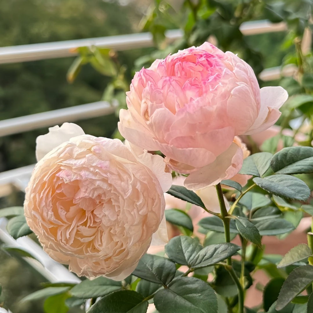 Yingyingfen Rose Plant|盈盈粉 image 5