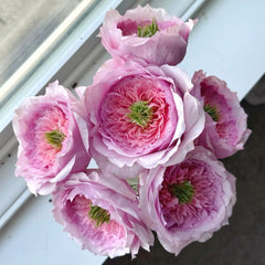 Serendipity Rose Plant | 机缘巧合 image 2