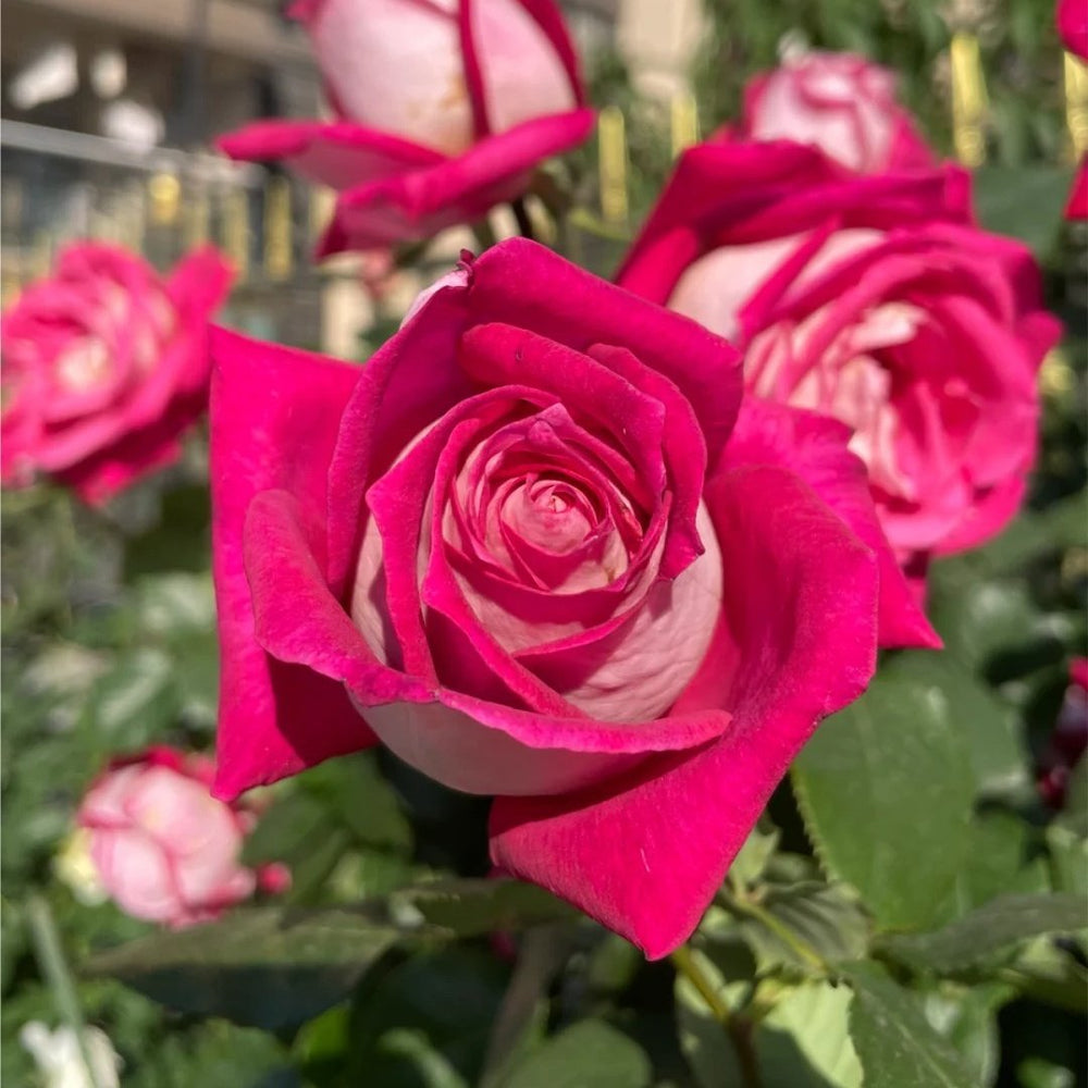 Monica Bellucci Rose Plant｜莫妮卡贝鲁奇 image 6