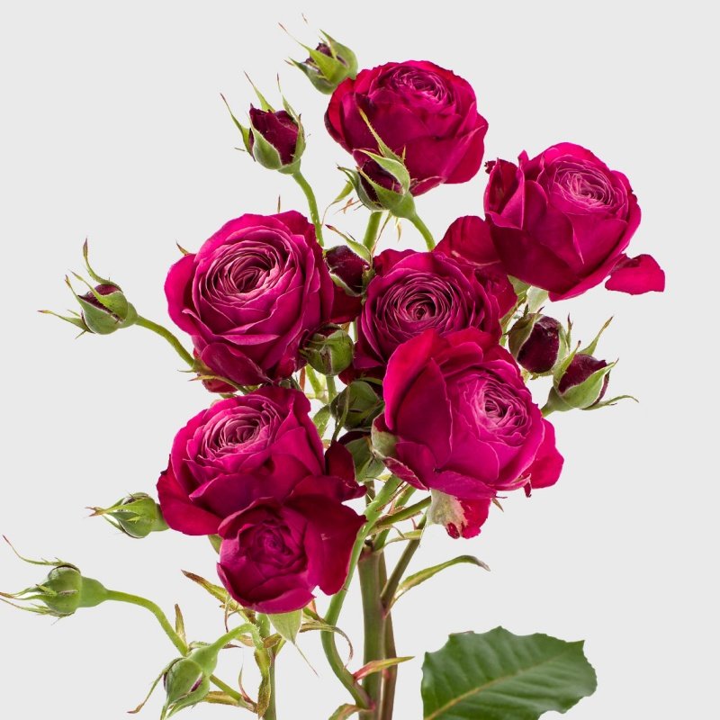 Party Trendsetter Rose Plant｜潮流派对 image 2