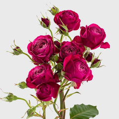 Party Trendsetter Rose Plant｜潮流派对 image 2