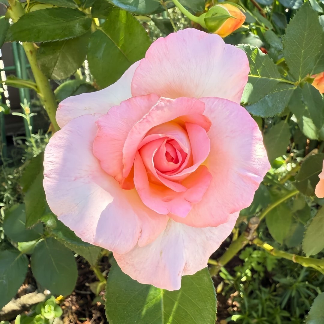 Elle Rose Plant｜艾丽 image 6