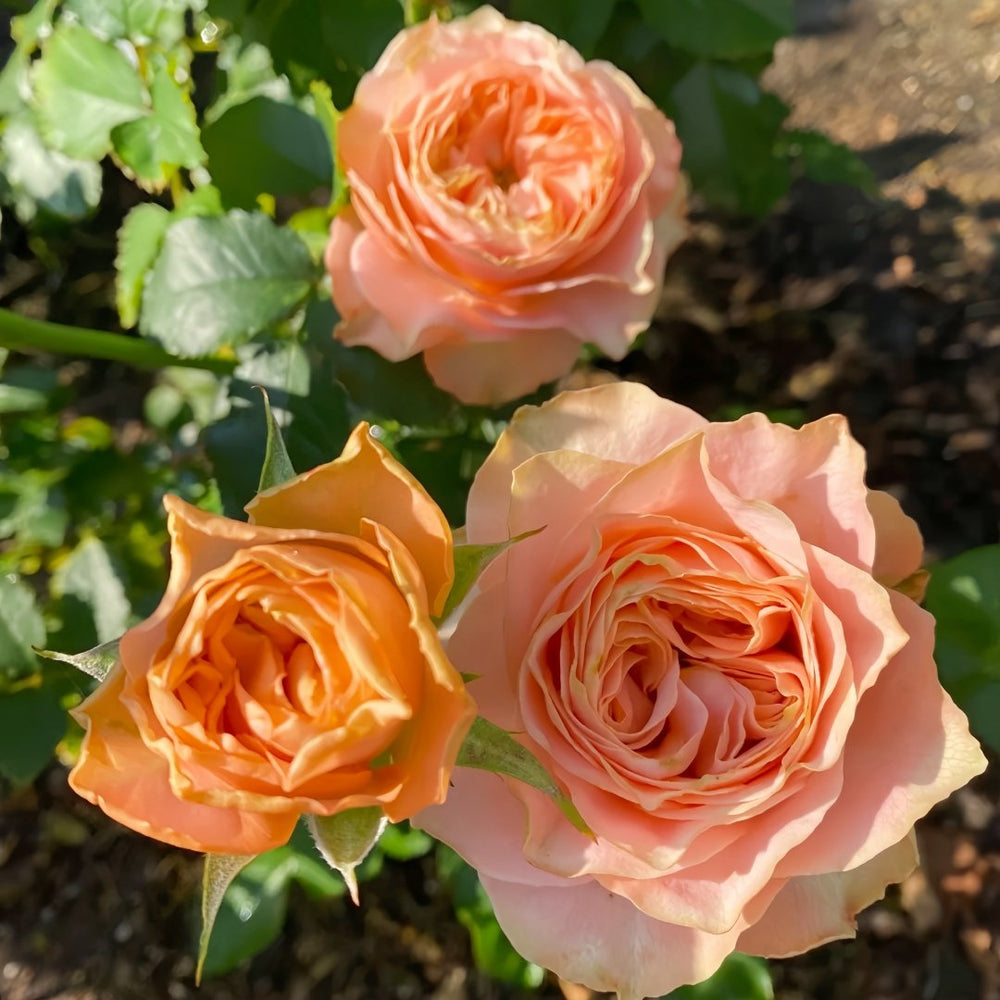 Living Coral Rose Plant |活力珊瑚 image 2