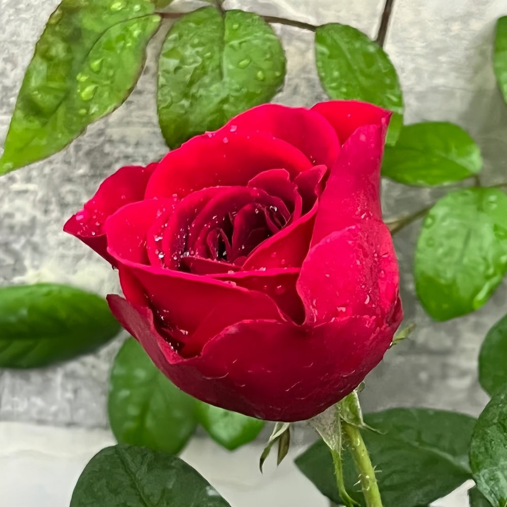 Femme fatale Rose Plant|蛇蝎美人 image 7