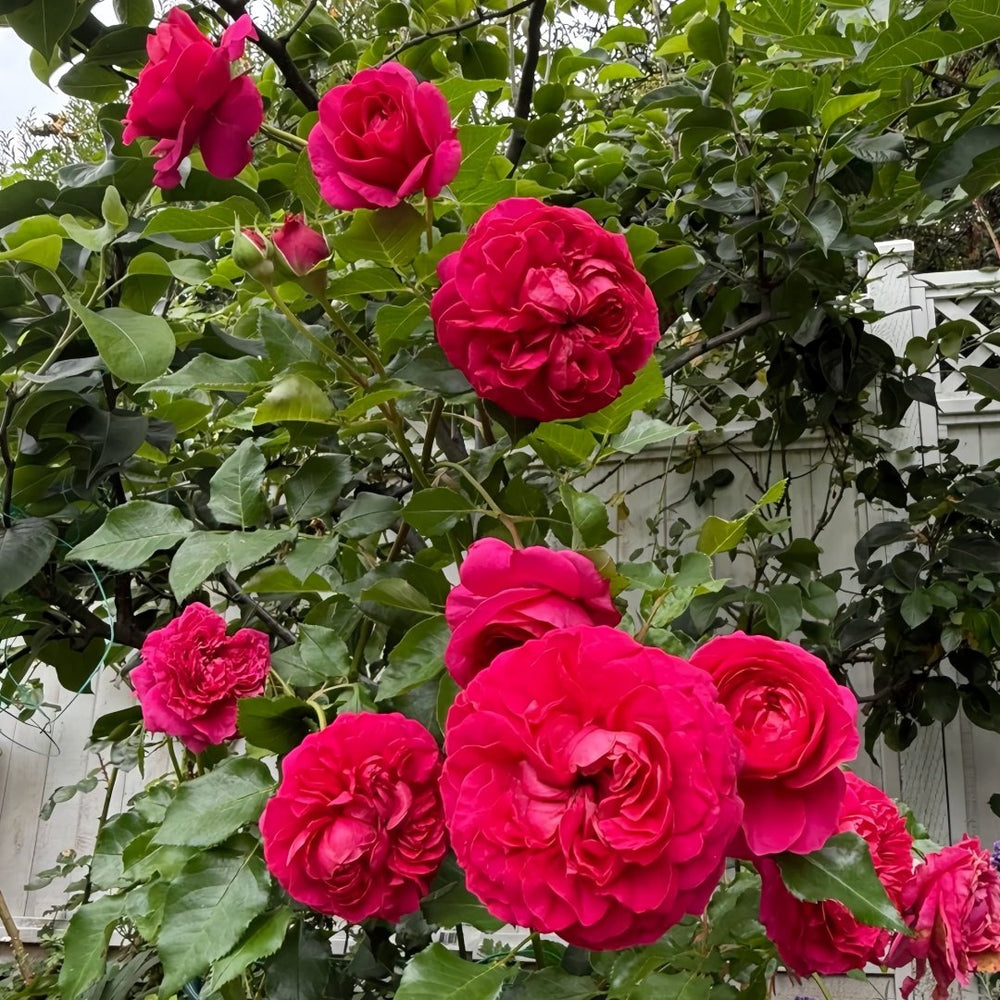 Hettie Rose plant｜海蒂 image 7