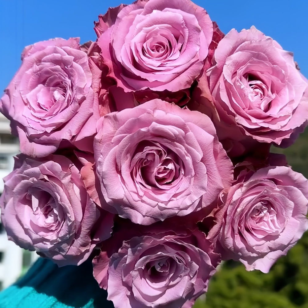Maritim Rose Plant|玛丽蒂姆/玛丽提姆 image 0