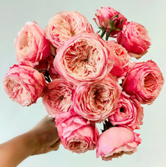 Harper Rose Plant｜竖琴师 image 0