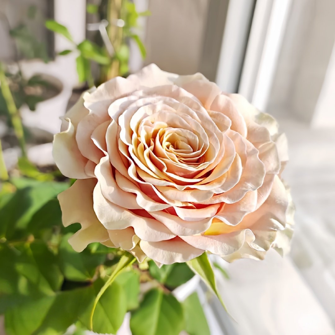 Mabella Rose Plant | 玛贝拉/猛犸 image 6