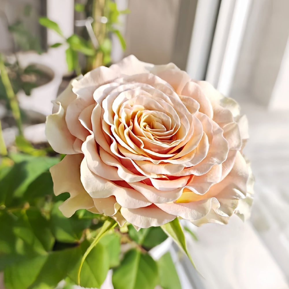 Mabella Rose Plant | 玛贝拉/猛犸 image 6