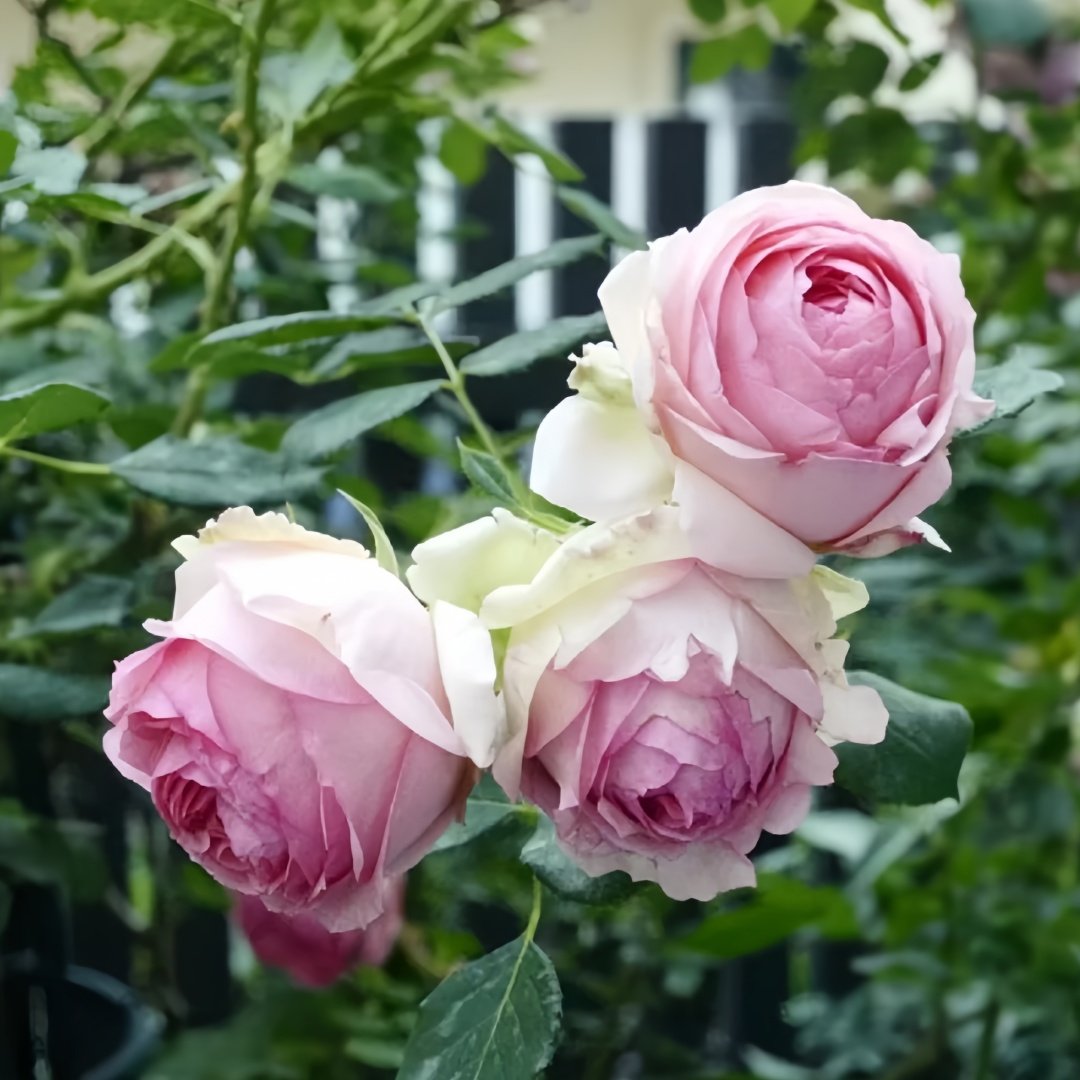 First Lady Rose Plant|第一夫人 image 6