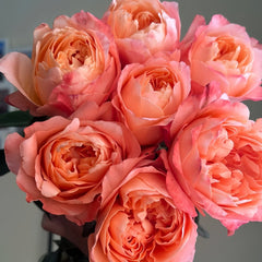 Dragonfly Rose Plant|蜻蜓/飞龙在天 image 0