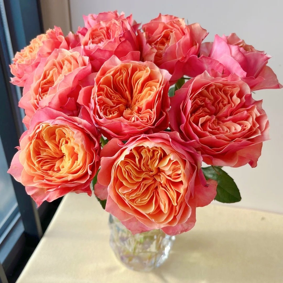 Kensington Garden Rose Plant｜肯辛顿公园 image 8